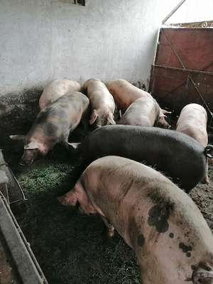 Vând  porci grași 