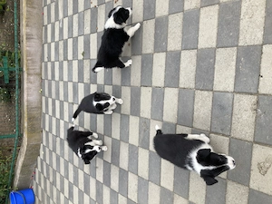 Catei border collie  - imagine 5