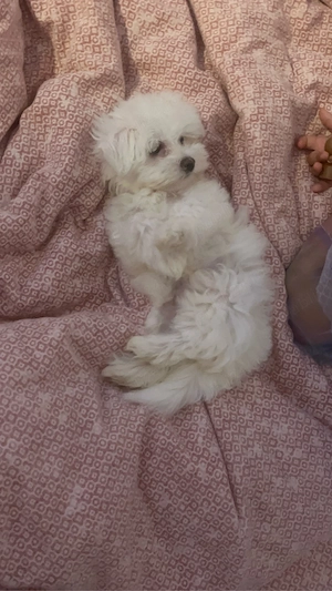 bichon maltez  - imagine 3