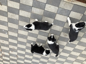 Catei border collie  - imagine 4