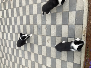 Catei border collie  - imagine 2