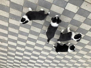 Catei border collie 