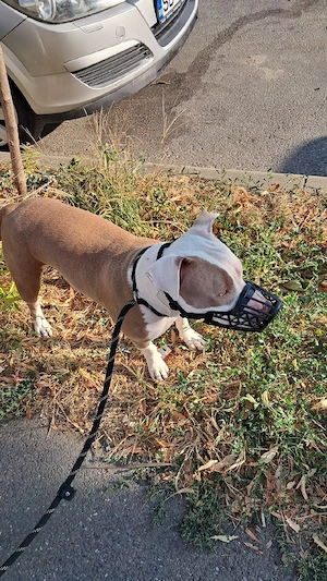 vand femela amstaff - imagine 4