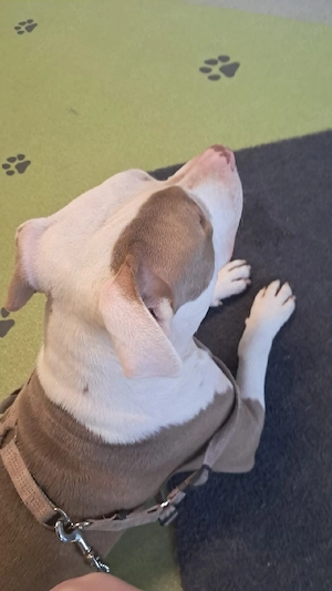 vand femela amstaff - imagine 3