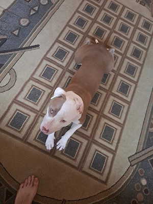 vand femela amstaff