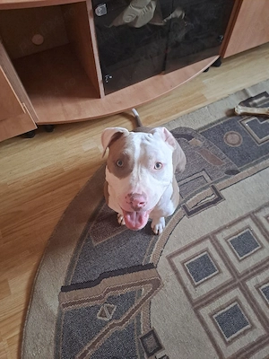 vand femela amstaff - imagine 2