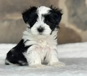 Bichon Havanez 