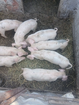 Purcei de 6 săptămâni  - imagine 4