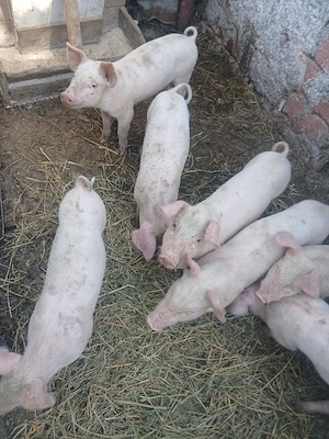 Purcei de 6 săptămâni  - imagine 3