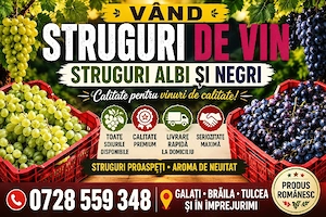      AI NEVOIE DE STRUGURI PENTRU VIN?  Avem struguri albi și negri, proaspeți și bine copți, numai 