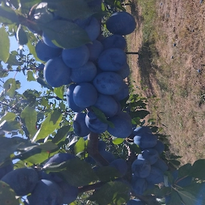 Prune pentru dulceata și compot 