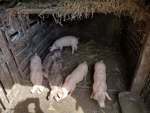 Purcei de vânzare   sănătoși, bine îngrijiți, diferite vârste - imagine 4