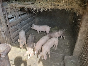 Purcei de vânzare   sănătoși, bine îngrijiți, diferite vârste