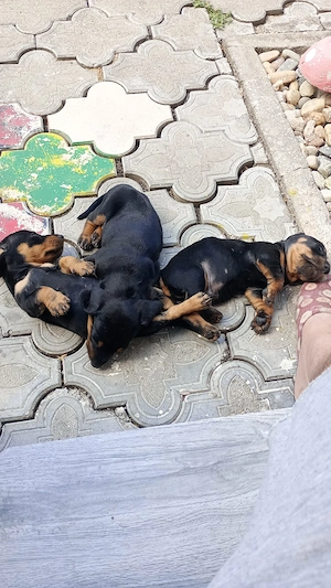 vând căței rasa teckel.  Dachsund.