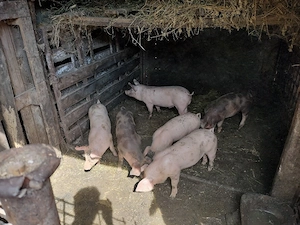 Purcei de vânzare   sănătoși, bine îngrijiți, diferite vârste - imagine 3