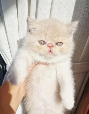 Exotic Shorthair Persana  3 Băieței   - imagine 2