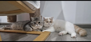 Exotic Shorthair Persana  3 Băieței   - imagine 5