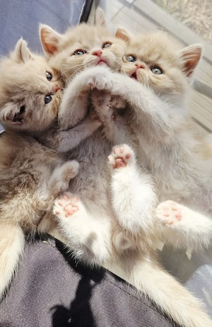 Exotic Shorthair Persana  3 Băieței   - imagine 3