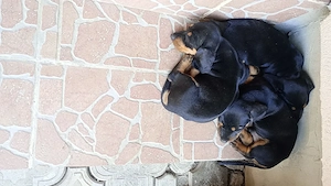 vând căței rasa teckel.  Dachsund. - imagine 3