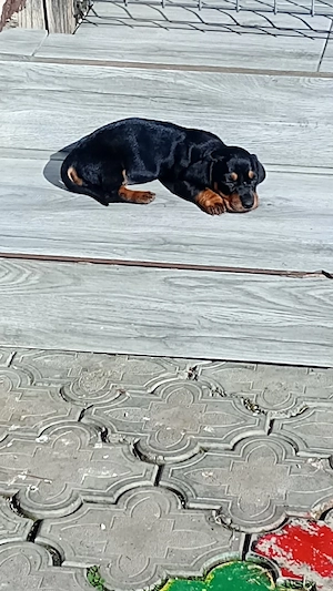 vând căței rasa teckel.  Dachsund. - imagine 4