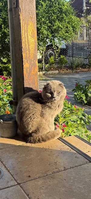 Pui pisica British Shorthair x Scottish Fold - rezervari