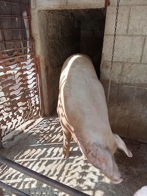 Porc de vânzare 