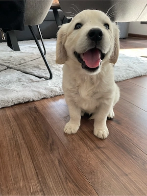 Pui Golden Retriever