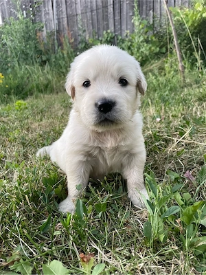 Pui Golden Retriever - imagine 5