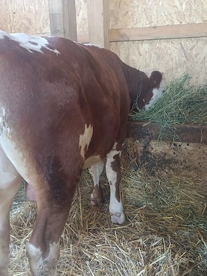 Vând taur bălțat românesc 
