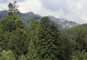 Teren Sinaia - Furnica - imagine 3