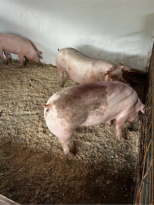 porci de vanzare
