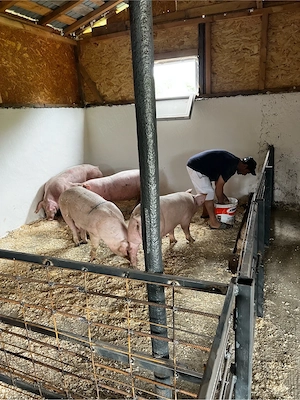 porci de vanzare - imagine 3