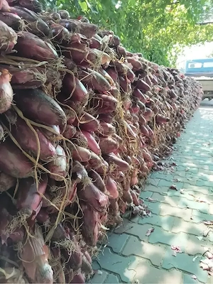 Ceapa rosie de apa