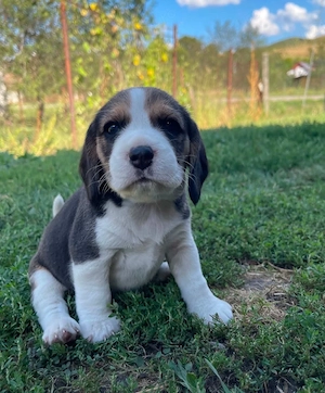 Pui Beagle tricolor - imagine 3
