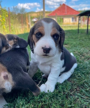 Pui Beagle tricolor - imagine 2