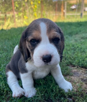 Pui Beagle tricolor - imagine 4