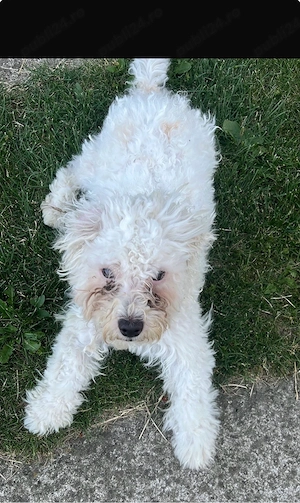  Bichone Maltese