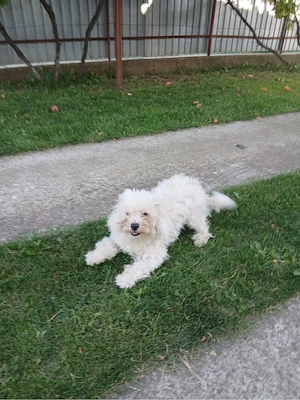 Bichone Maltese - imagine 3