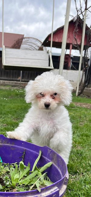 Bichone Maltese - imagine 4