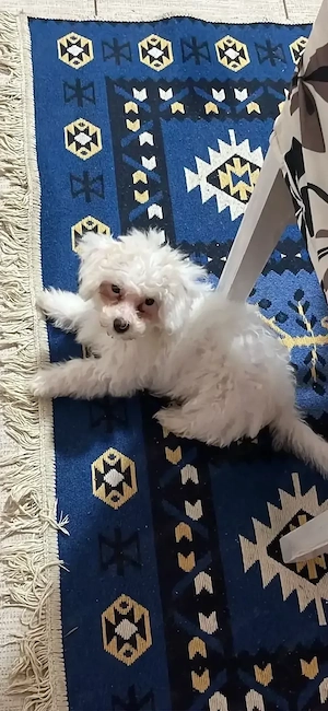  Bichone Maltese - imagine 2