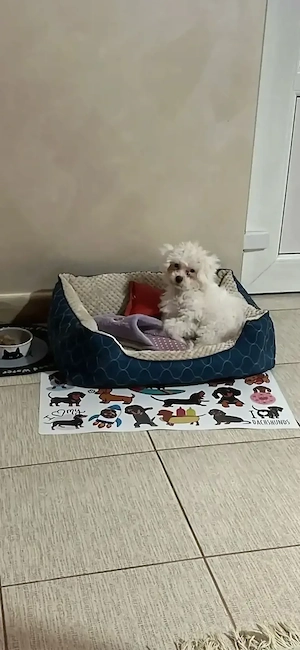  Bichone Maltese - imagine 5