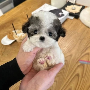 Bichon Maltez Mini Toy 
