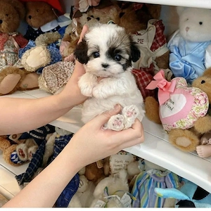 Bichon Maltez Mini Toy 