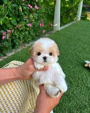 Bichon Maltez Mini Toy 