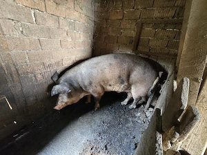 Porc 450-500 kg - imagine 4