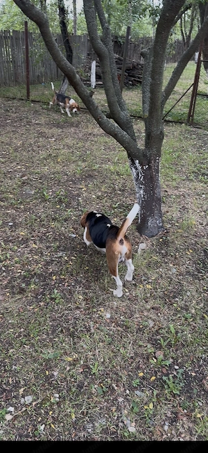 Pereche Beagle frumosi - imagine 3