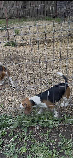 Pereche Beagle frumosi - imagine 4