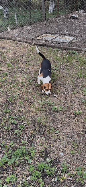 Pereche Beagle frumosi