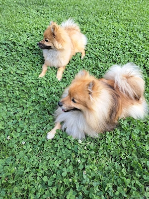 Pomeranian mascul 8 luni - imagine 3