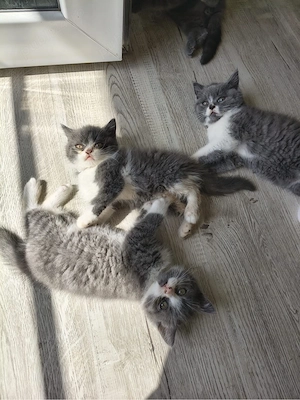 british shorthair bicolor&blue - imagine 5